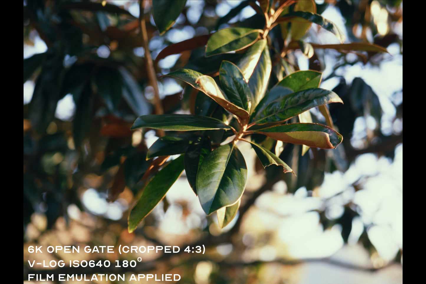 Panasonic Lumix S5II Test Footage
